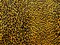 1 Yard Upholstery Jacquard Velvet Fabric Leopard Black Gold Luxury 82% Viscose 18% Polyester 56 Inch Width